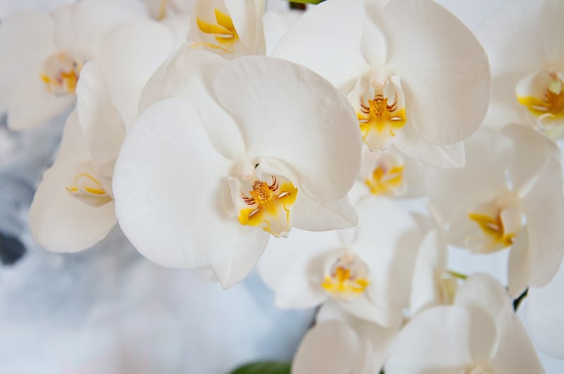 Floral Arrangements